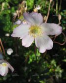 Anemone hupehensis