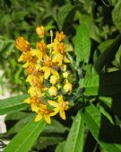 Asclepias curassavica Silky Gold