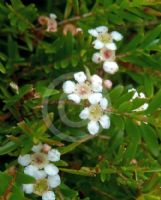 Sannantha similis Howie's Feathertips