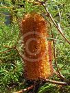 Banksia spinulosa collina Stumpy Gold