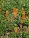 Banksia spinulosa collina Stumpy Gold