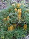 Banksia spinulosa collina Stumpy Gold