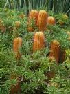 Banksia spinulosa collina Stumpy Gold