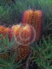 Banksia spinulosa spinulosa Coastal Cushion