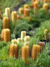 Banksia spinulosa spinulosa Coastal Cushion