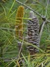 Banksia spinulosa collina