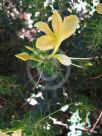 Barleria rotundifolia