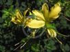 Barleria rotundifolia