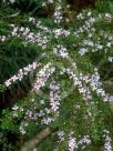 Boronia anemonifolia variabilis