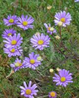 Brachyscome multifida Amethyst