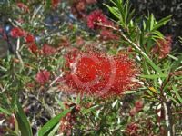 Callistemon viminalis Captain Cook