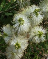 Callistemon citrinus White Anzac