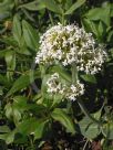 Centranthus ruber Albus