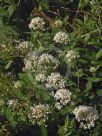 Centranthus ruber Albus