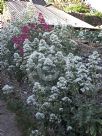 Centranthus ruber Albus