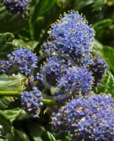 Ceanothus griseus horizontalis Yankee Point