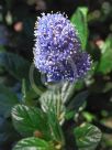 Ceanothus griseus horizontalis Yankee Point