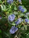 Ceanothus griseus horizontalis Yankee Point