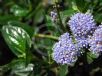 Ceanothus griseus horizontalis Yankee Point