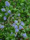 Ceanothus griseus horizontalis Yankee Point