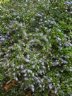 Ceanothus griseus horizontalis Yankee Point