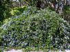 Ceanothus griseus horizontalis Yankee Point