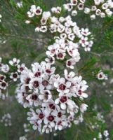 Chamelaucium Wanneroo