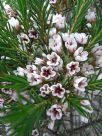 Chamelaucium Wanneroo