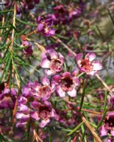 Chamelaucium uncinatum CWA Pink