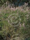 Chamelaucium uncinatum CWA Pink