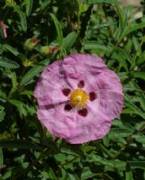 Cistus purpureus Brilliancy