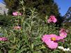 Cistus purpureus Brilliancy