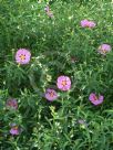 Cistus purpureus Brilliancy