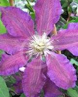 Clematis The Vagabond