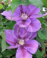 Clematis Mrs James Mason