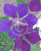 Clematis Jackmanii Superba