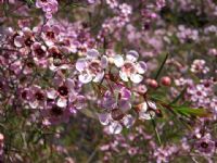 Chamelaucium uncinatum Cascade Brook