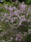 Chamelaucium uncinatum Cascade Brook