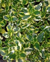 Coprosma Green and Gold