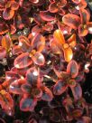 Coprosma Tequila Sunrise