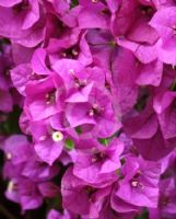 Bougainvillea glabra Magnifica