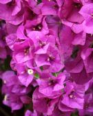 Bougainvillea glabra Magnifica