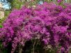 Bougainvillea glabra Magnifica