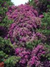 Bougainvillea glabra Magnifica