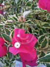 Bougainvillea brasiliensis Raspberry Ice