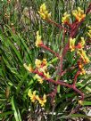 Anigozanthos Bush Haze