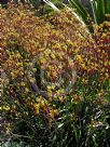 Anigozanthos Bush Haze