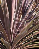 Cordyline australis Red Sensation