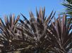 Cordyline australis Red Sensation