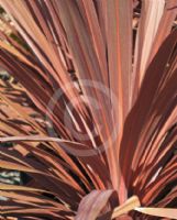 Cordyline australis Red Star